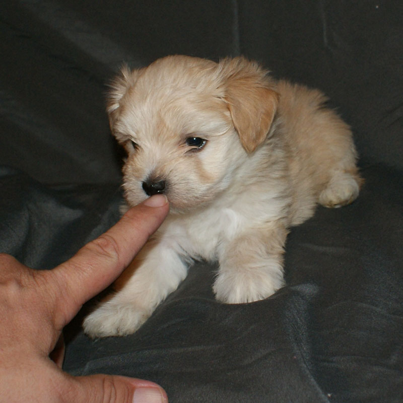 Havanese Puppies Available Lovey x Tater EL MORRO HAVANESE