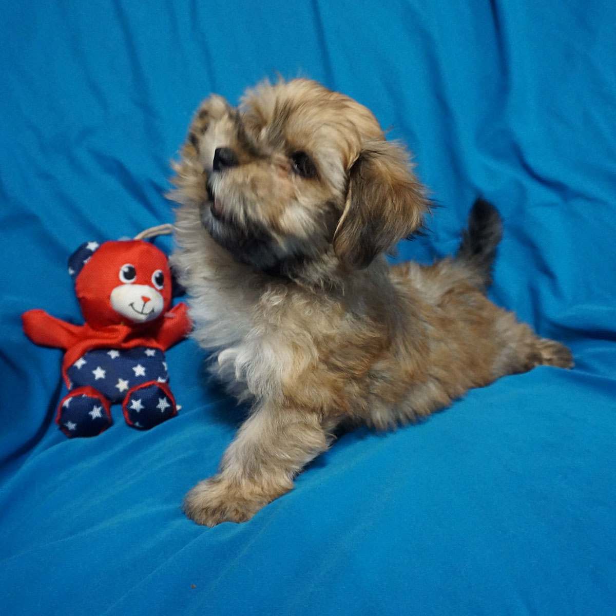Havanese puppy Fernando at 9 weeks