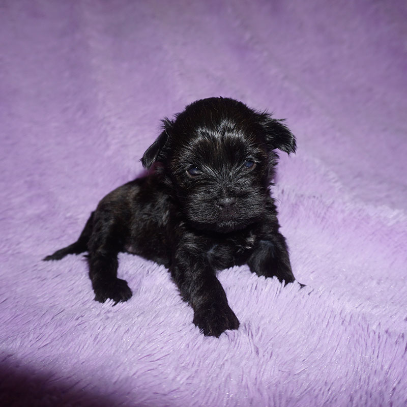 Black Havanese girl puppy at 4 weeks