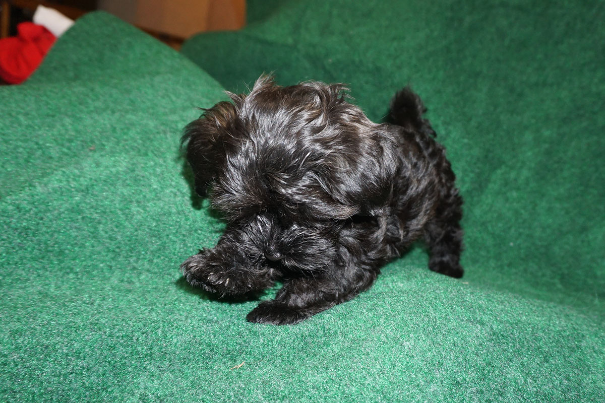 19 pics of Holly - black Havanese puppy