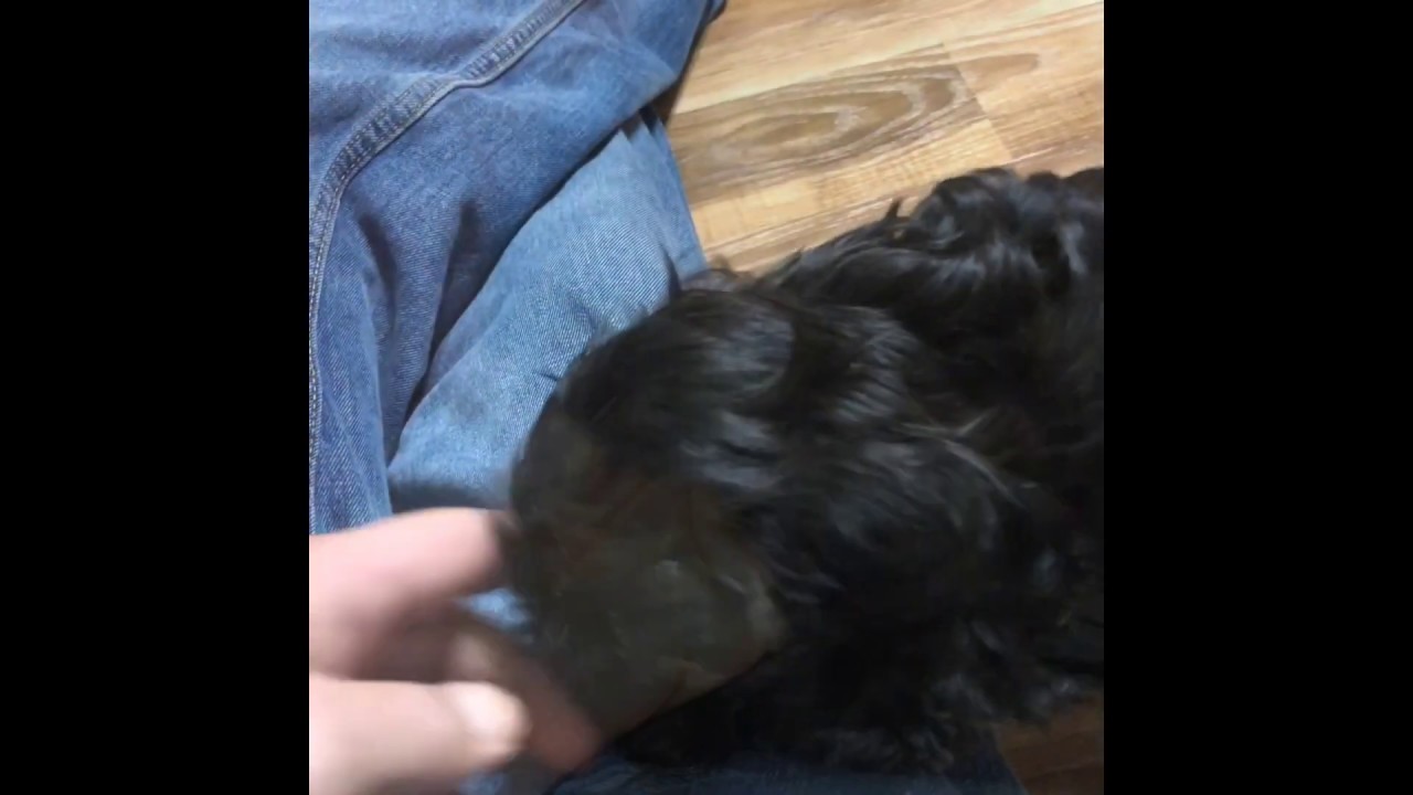 Video of Havanese puppy Holly at 10 weeks