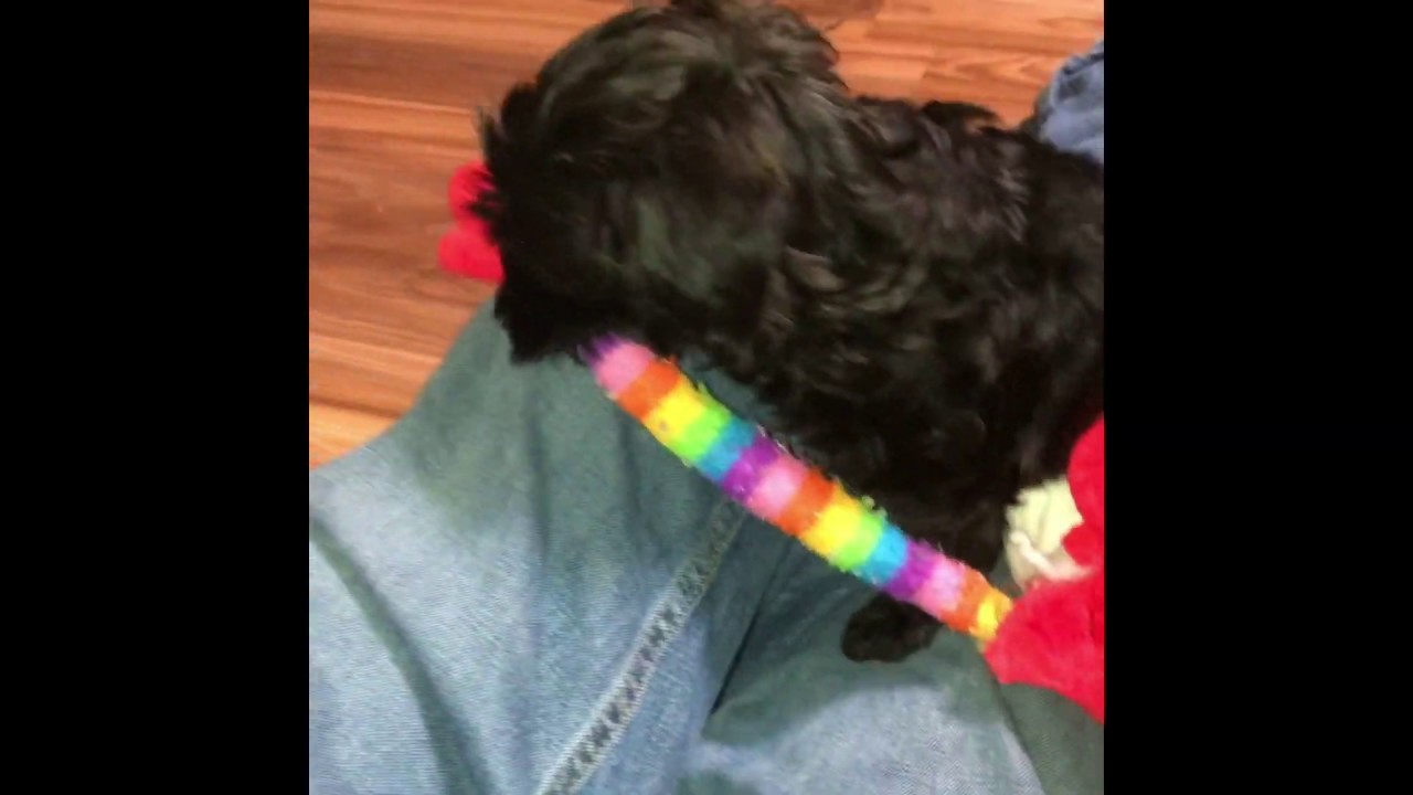 Video of Havanese puppy Holly at 10 weeks