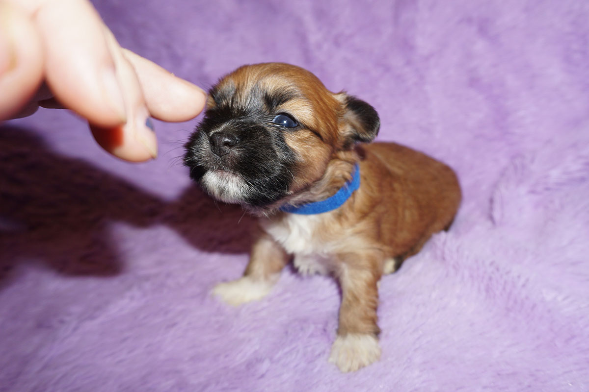 Clifford– red with black mask Havanese male – 4 weeks old