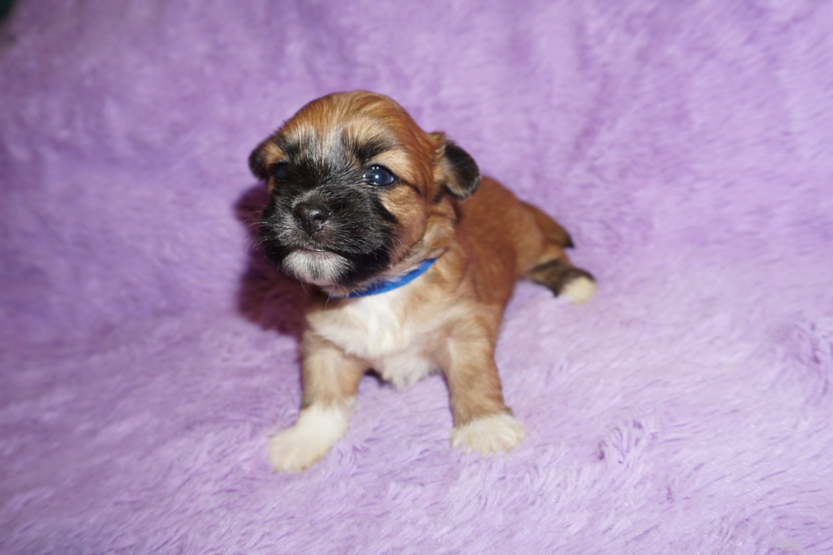 Clifford– red with black mask Havanese male – 4 weeks old
