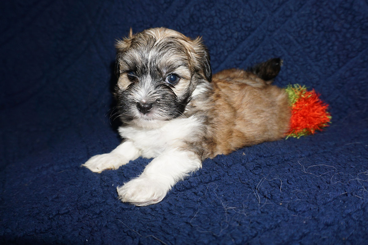 Rusty – red sable with black markings Havanese male
