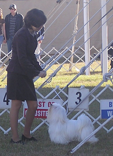 Alex with AKC Champion Havanese Zorro at the dog show