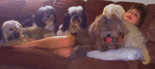 Gabrielle on the couch with five Havanese