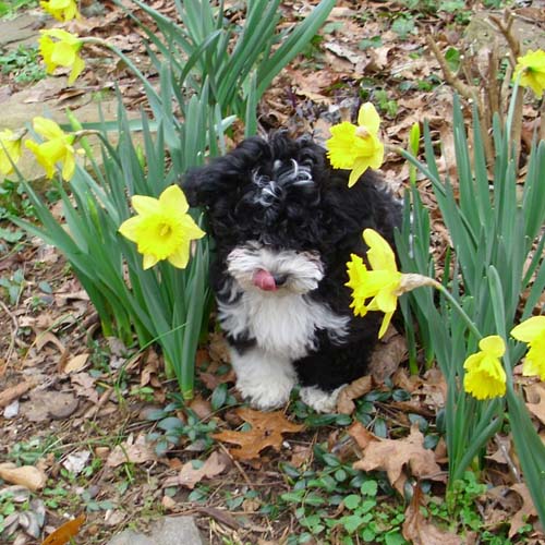 Havanese puppy Abra hangs out in the flowers
