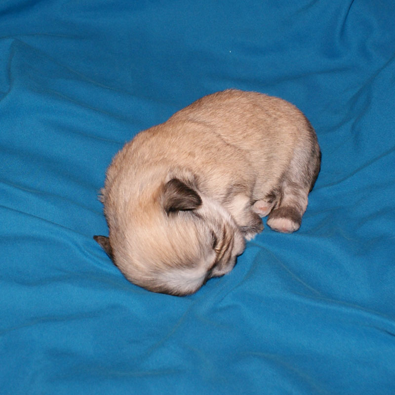 Havanese sable girl puppy Ivy at 4 weeks