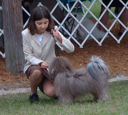 Alex at the AKC dog show with AKC Champion Havanese named Justis
