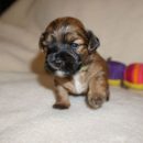 Havanese boy puppy - Dante - at 3 week old