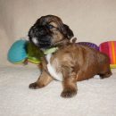 Havanese boy puppy - Dante - at 3 week old