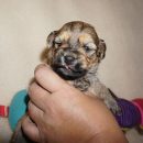 Havanese boy puppy DeSoto