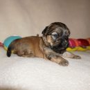 Havanese boy puppy - Diego - at 3 week old
