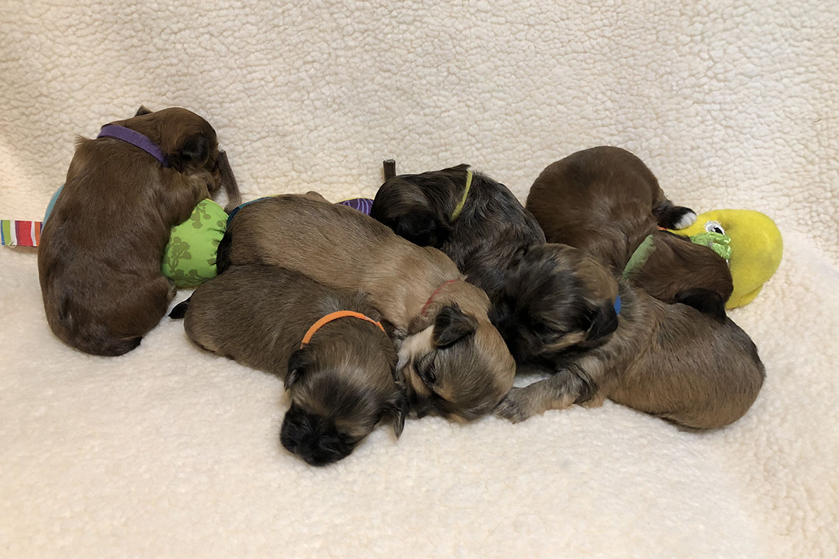 Havanese puppies from the April 04 litter at 3 week
