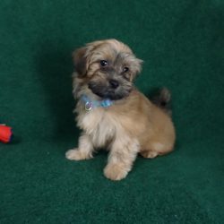 Havanese puppy Fabio at 10 weeks