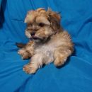 Havanese puppy Fernando at 9 weeks