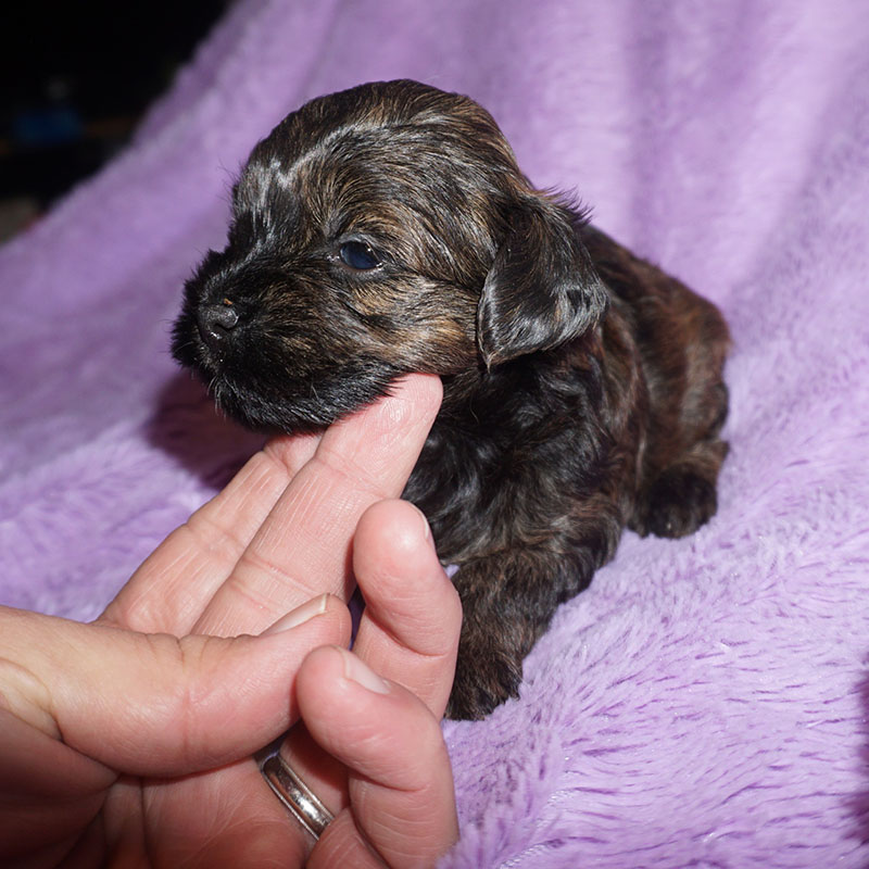 Brindle Havanese puppy at 2 weeks