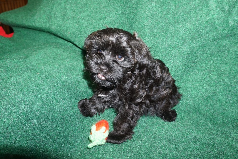 19 pics of Holly - black Havanese puppy