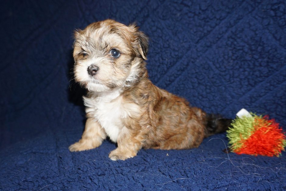 Rojo – red sable with black markings Havanese male
