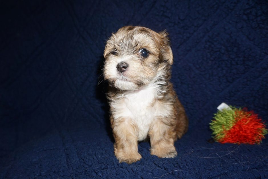 Rojo – red sable with black markings Havanese male