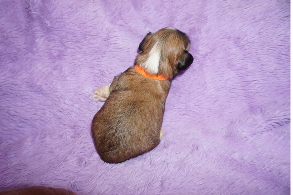 Rusty – red sable with black & tan markings Havanese male