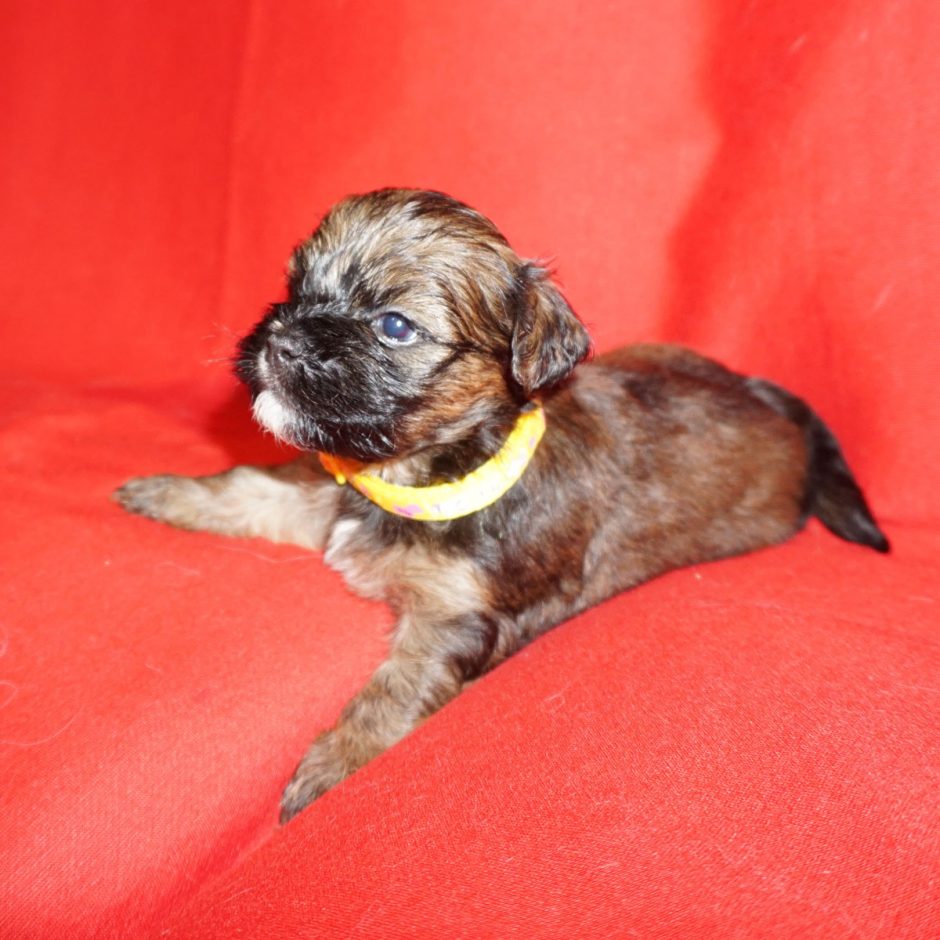 Dasher - male Havanese puppy