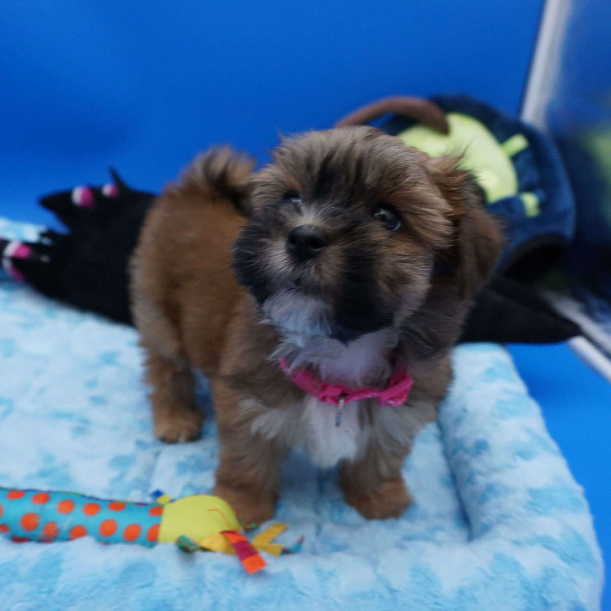 Daisey - Sable female - 7 weeks old