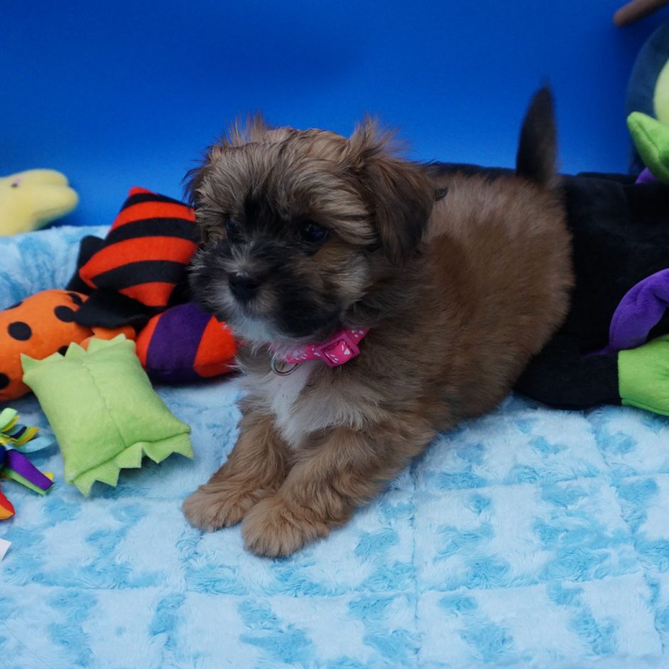 Daisey - Sable female - 7 weeks old