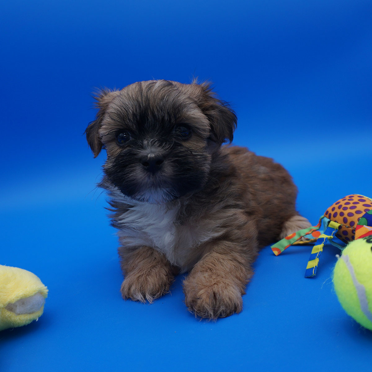 Daisey - Sable female - 6 weeks old