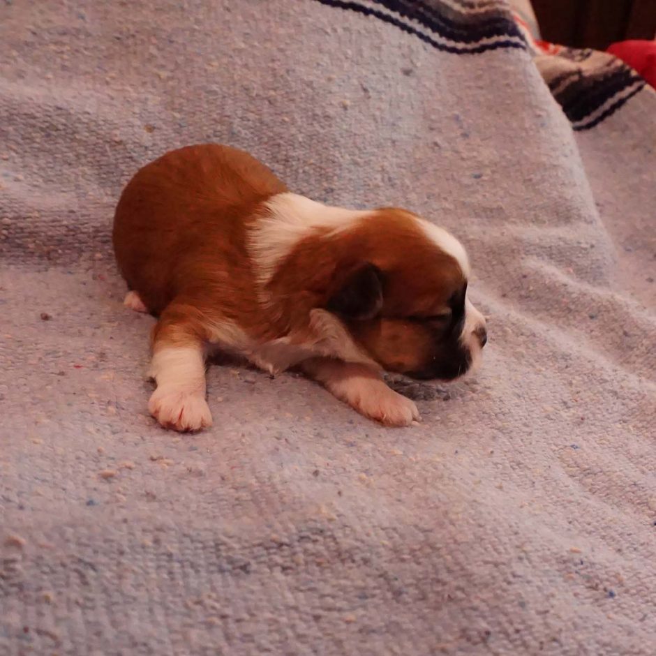 Ace - male - 2 weeks old