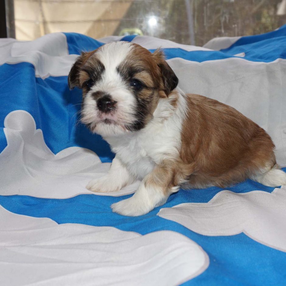 Ace - male - 4 weeks old